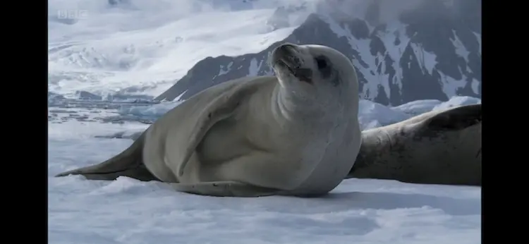 Animal screengrab from Frozen Planet - To the Ends of the Earth